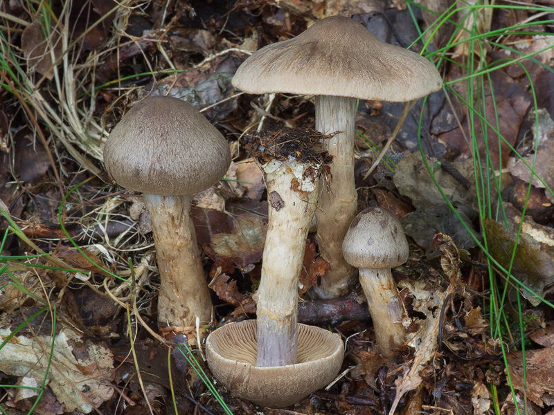 Cortinarius raphanoides